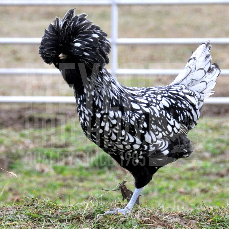 Silver Laced Polish Day Old Chicks