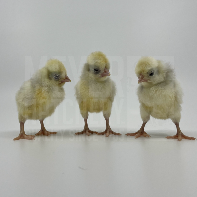 White Crested Splash Polish Day Old Chicks