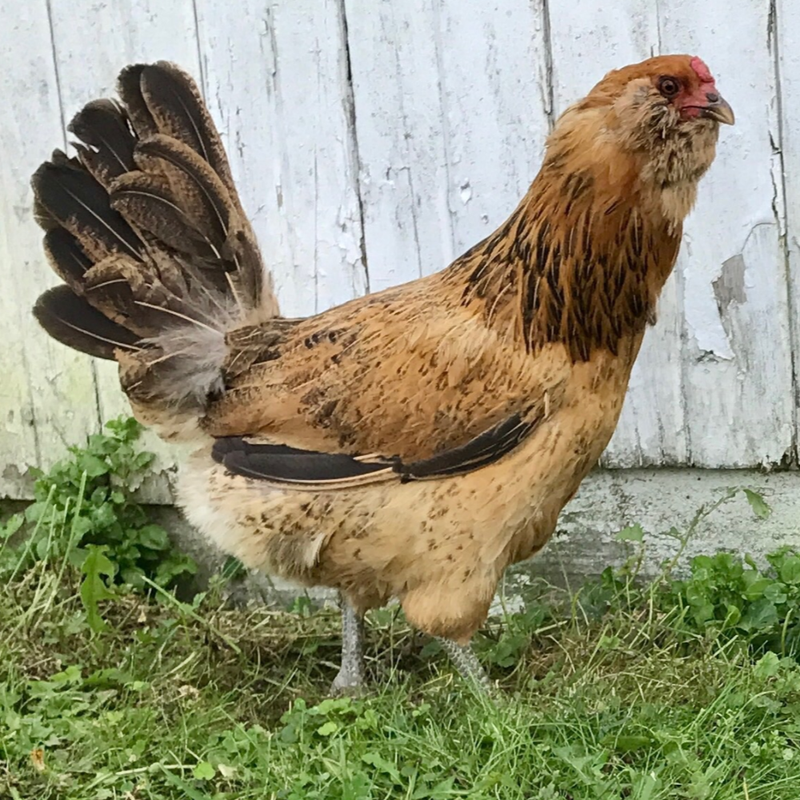 Easter Egger Started Pullet
