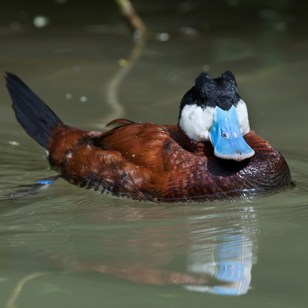 North American Ruddy Duck Juvenile Pair