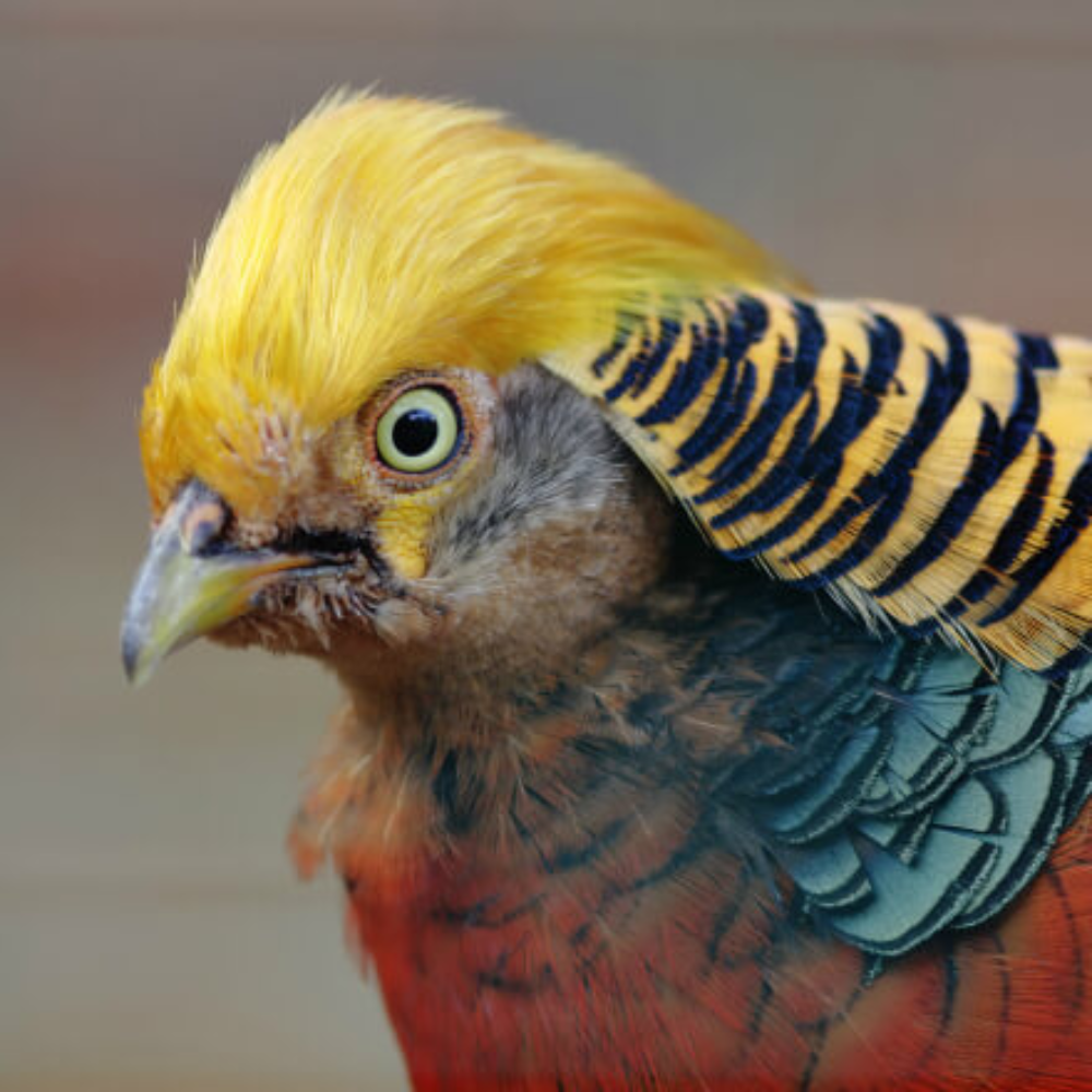 Red Golden Pheasant Adult Pair