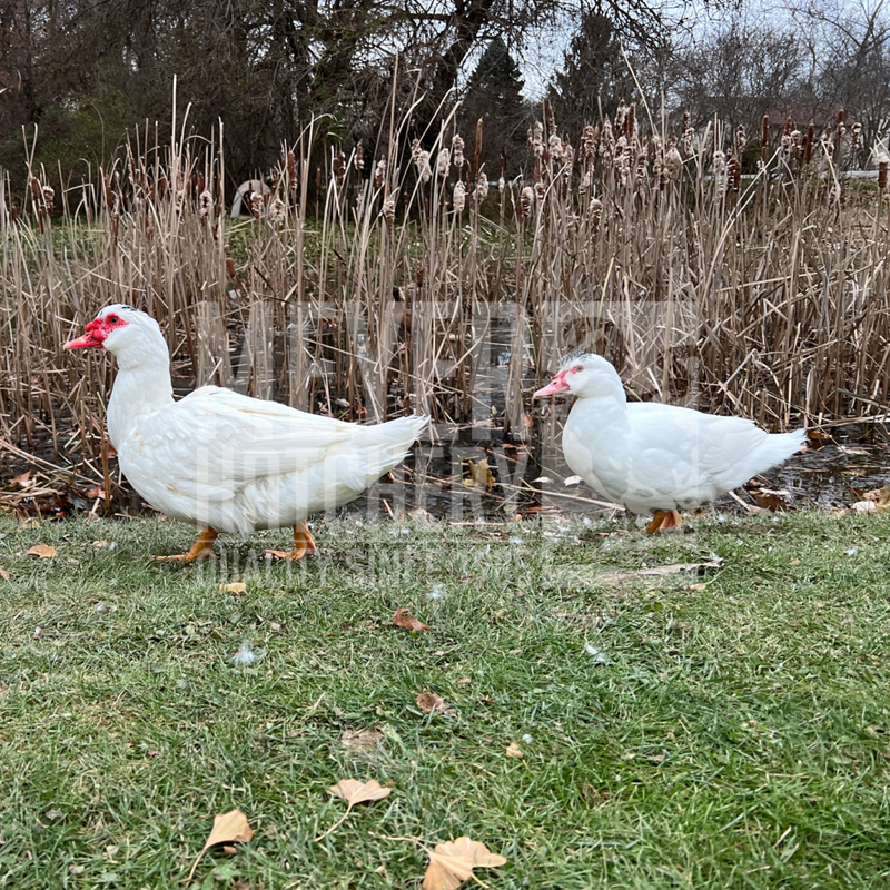 White Muscovy Day Old Ducklings