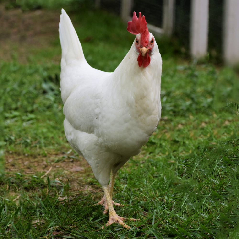 White Leghorn Started Pullet