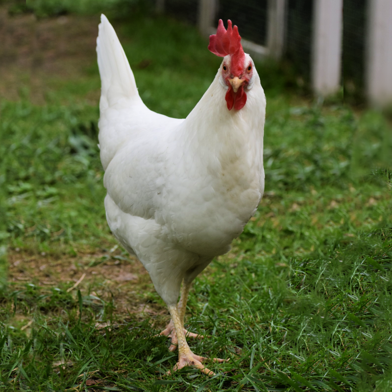 White Leghorn Started Pullet