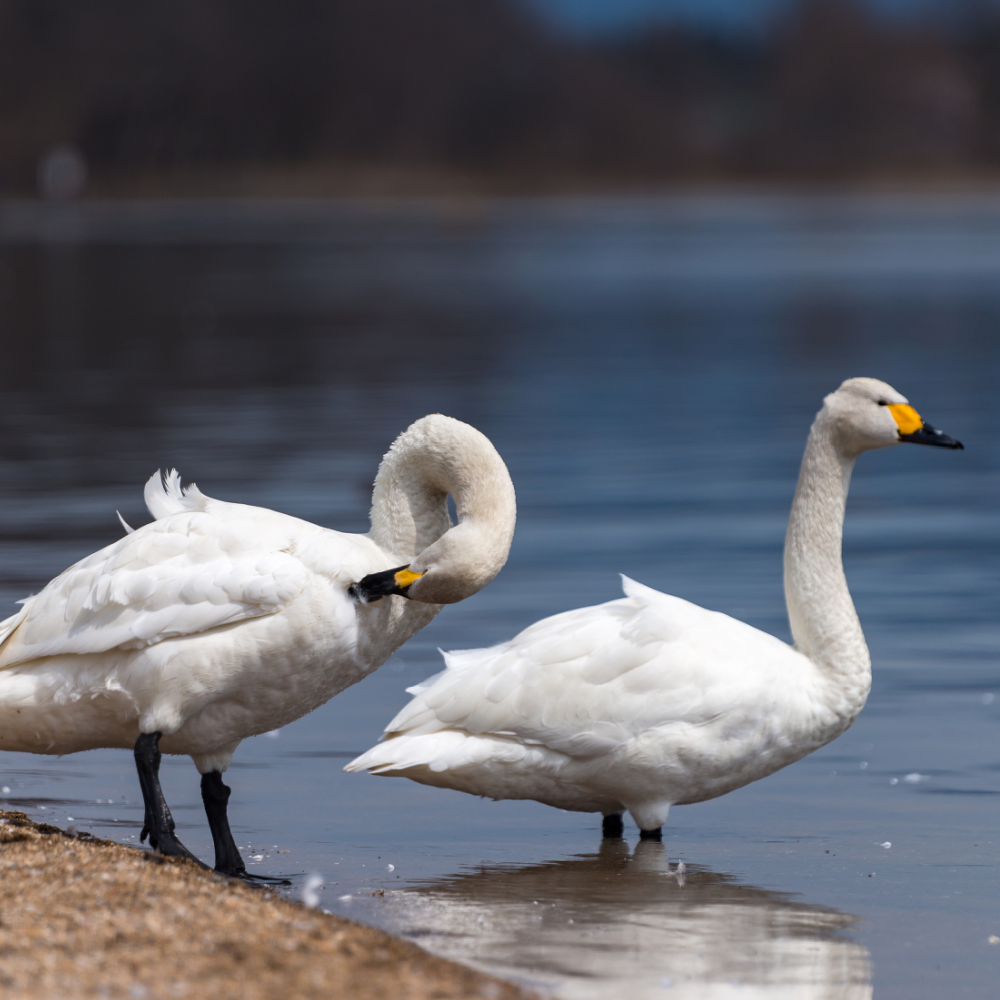 Whooper Swan Yearling Pair