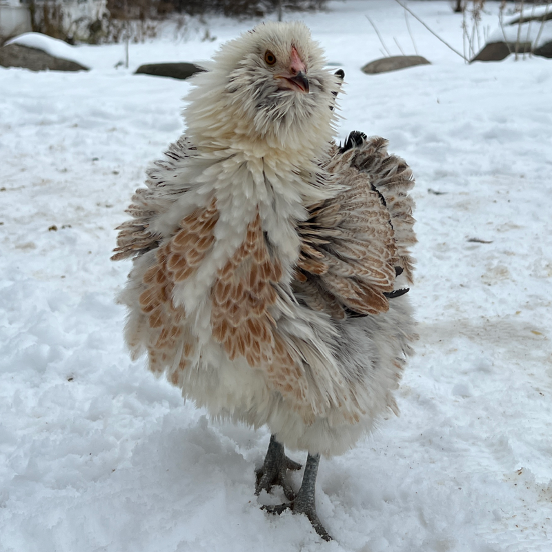 Frizzle Easter Egger Started Pullet