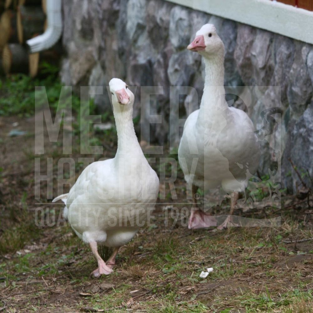 Tufted Roman Day Old Goslings