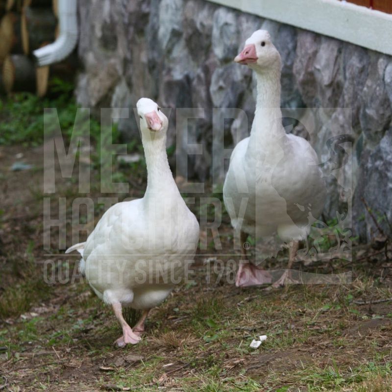 Tufted Roman Day Old Goslings
