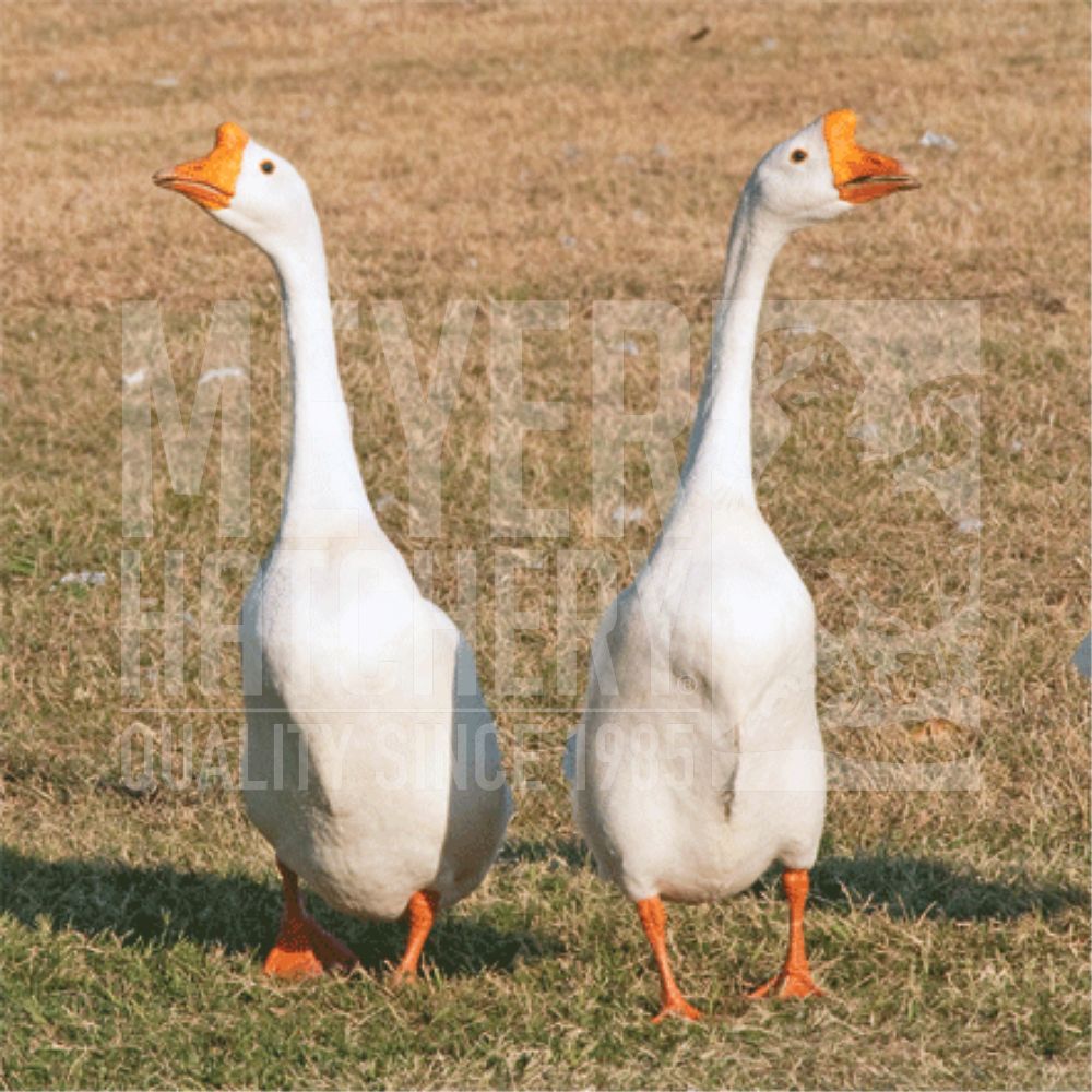 White Chinese Day Old Goslings