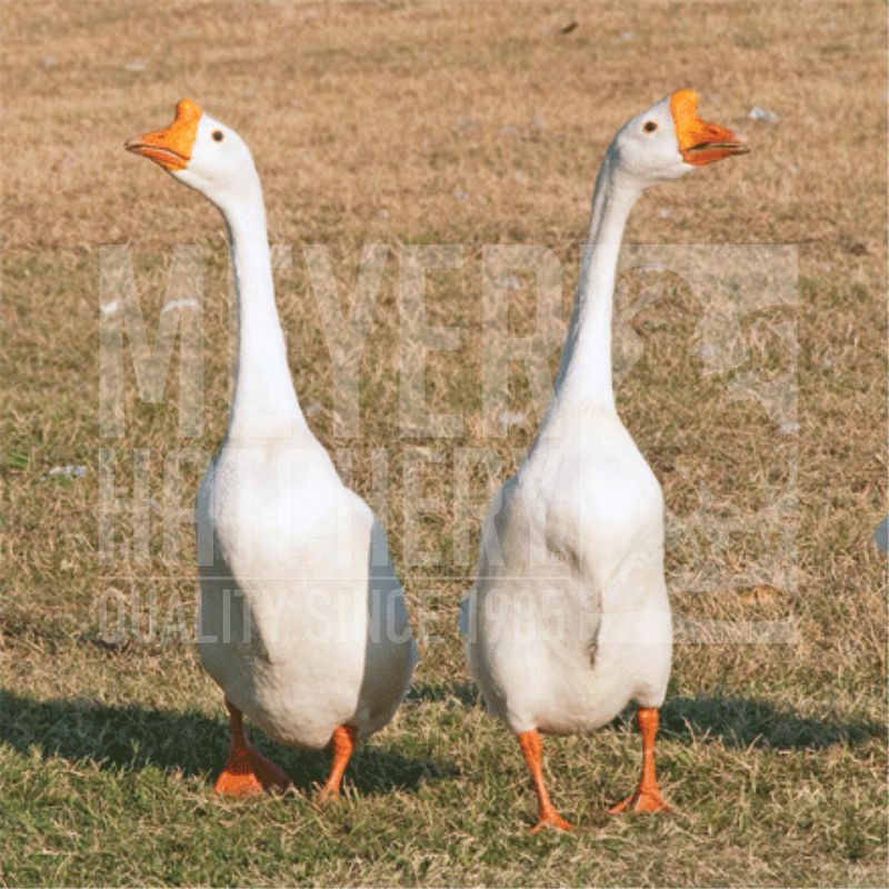 White Chinese Day Old Goslings