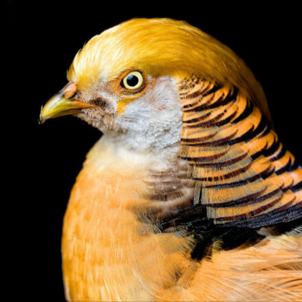 Yellow Golden Pheasant Adult Pair