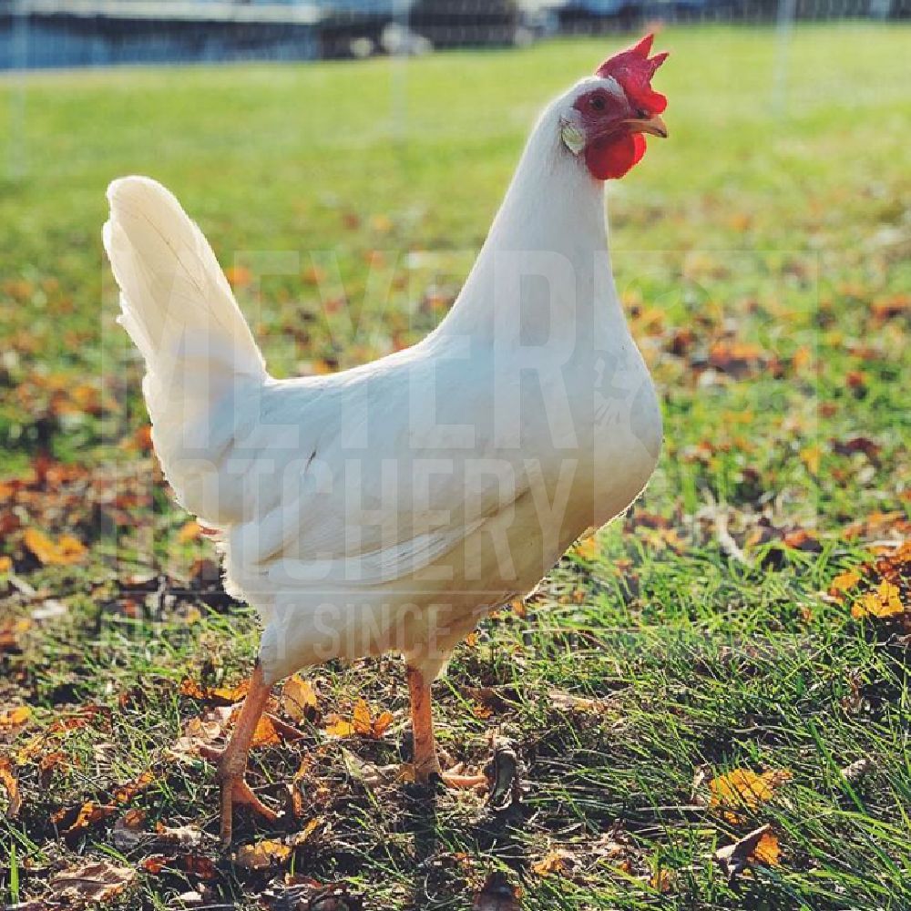 White Leghorn Day Old Chicks