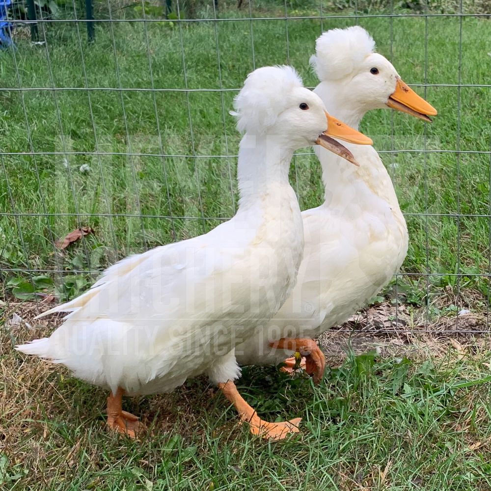 White Crested Day Old Ducklings