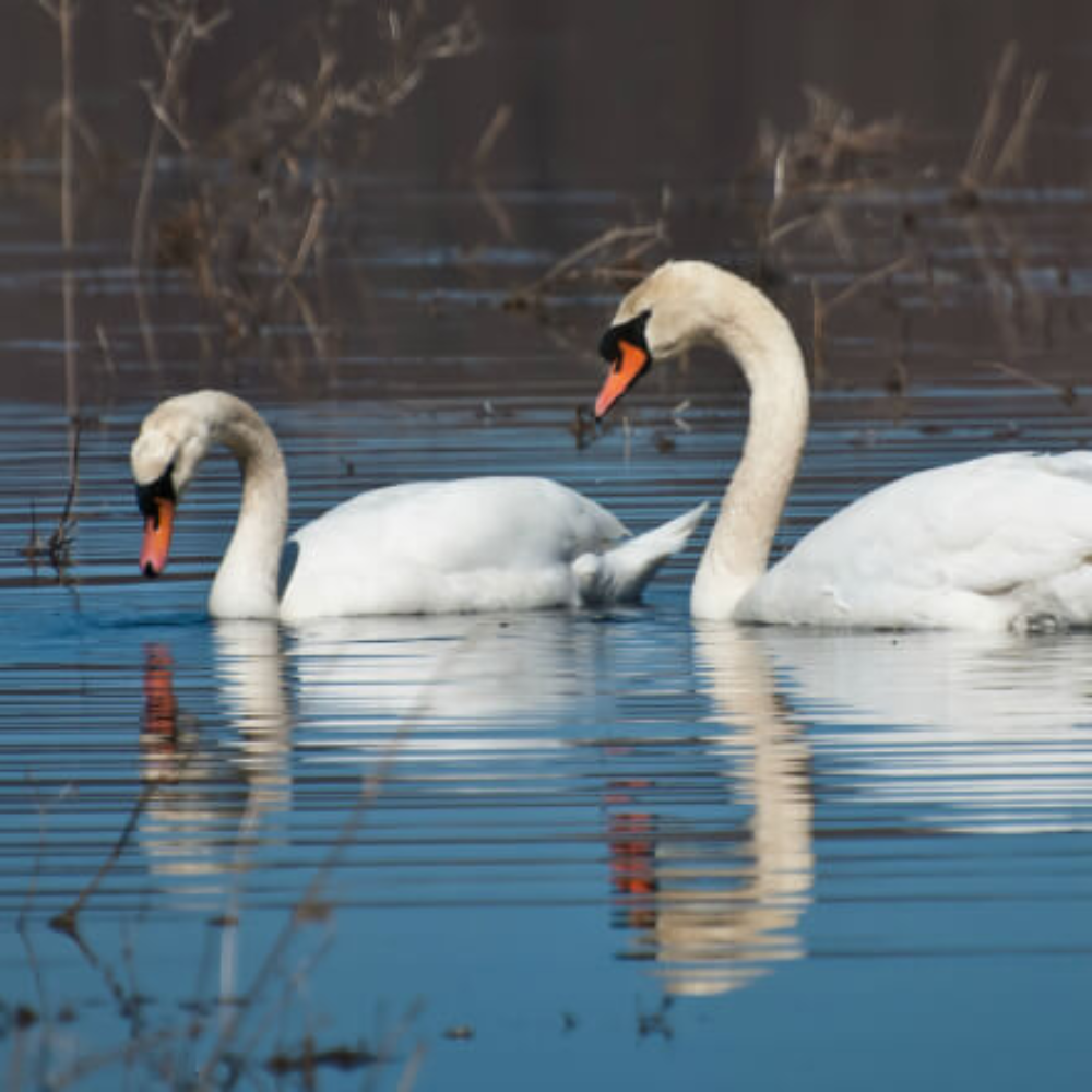 White Mute Swan Yearling Pair