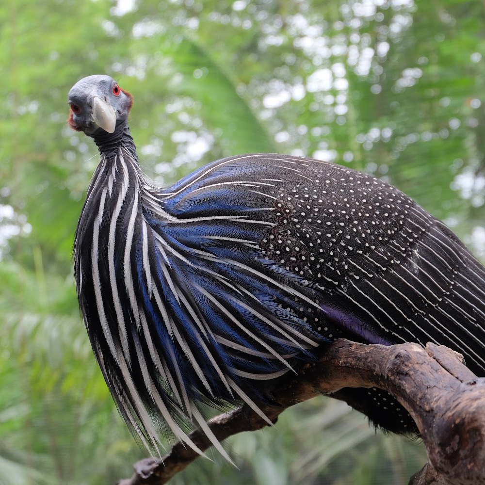 Vulturine Guinea Fowl Juvenile Pair