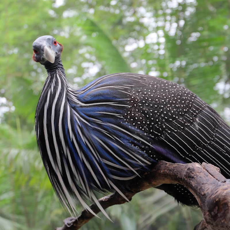 Vulturine Guinea Fowl Juvenile Pair