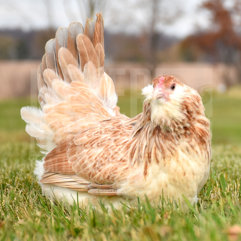 Wheaten (BBS) Olive Egger Day Old Chicks
