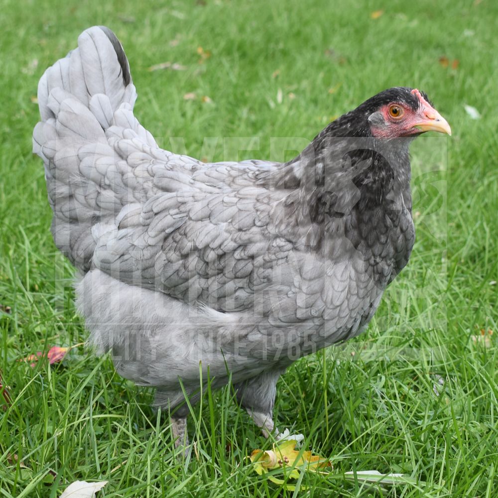 Blue Cuckoo Marans Day Old Chicks