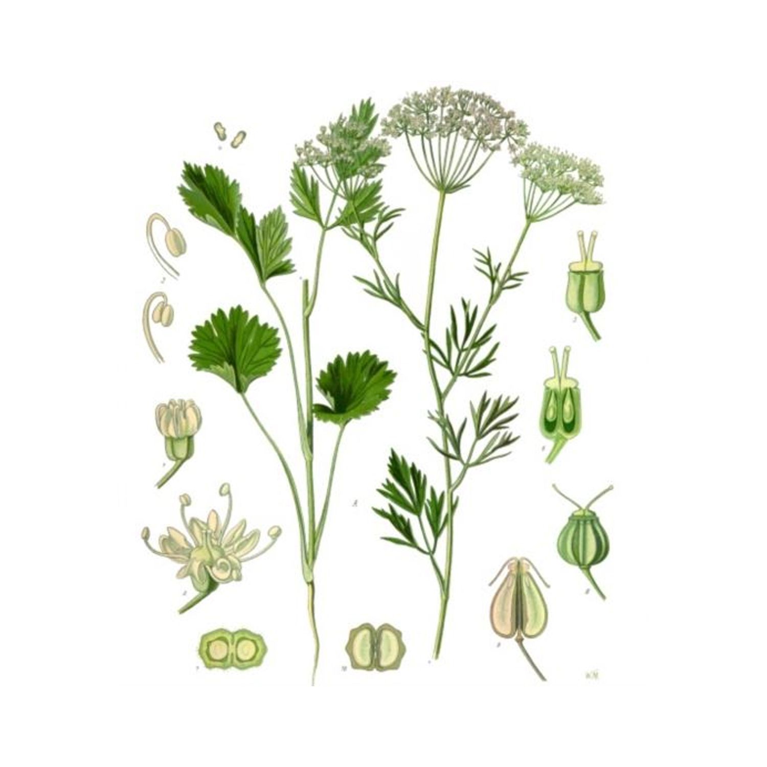 Aniseed 10ml