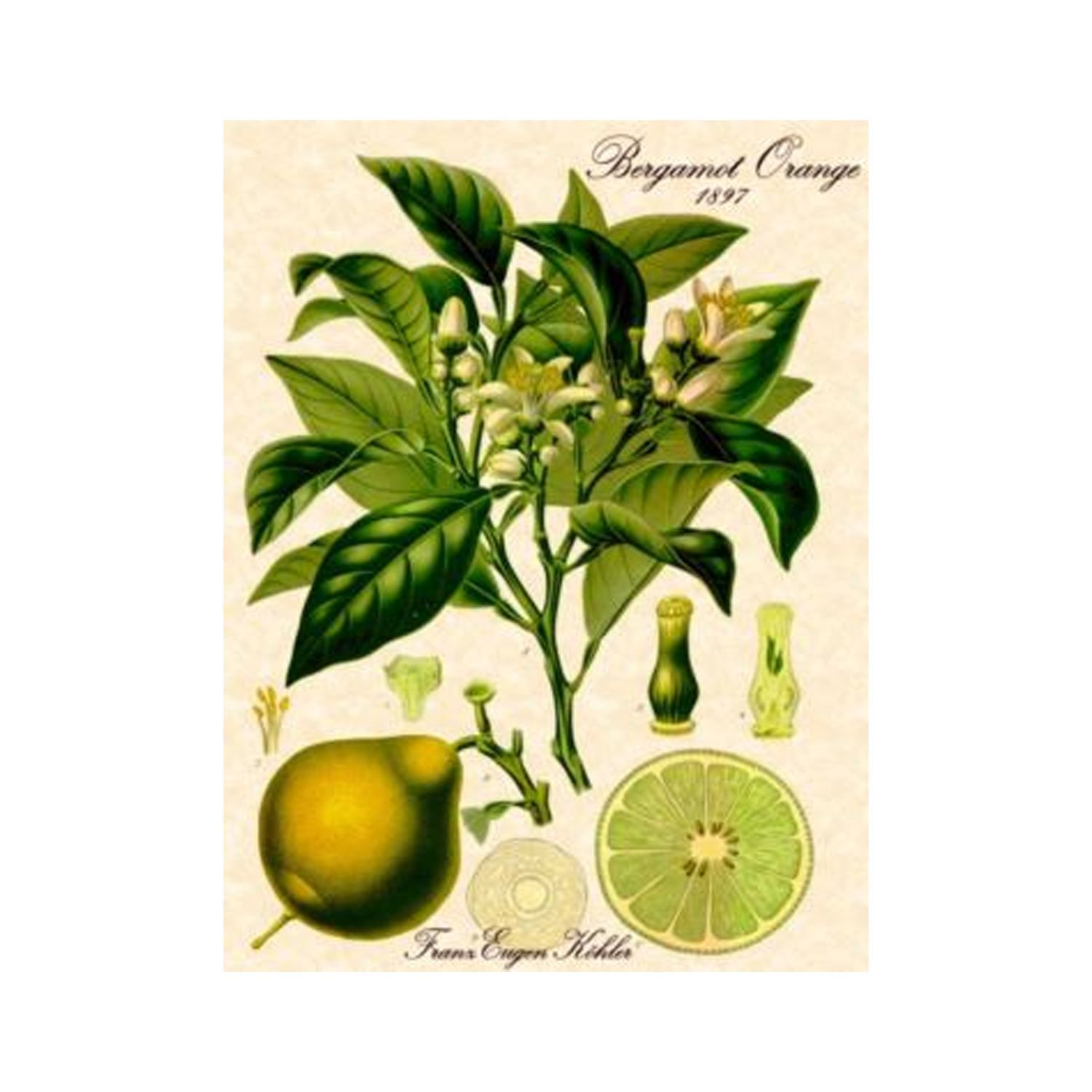 Bergamot 10ml
