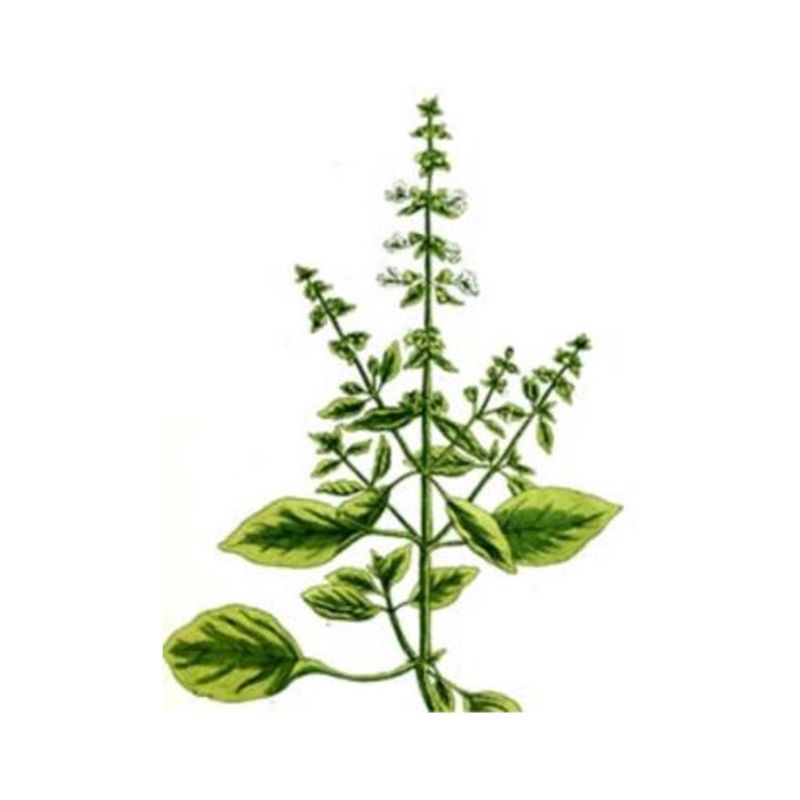 Basil Sweet 10ml