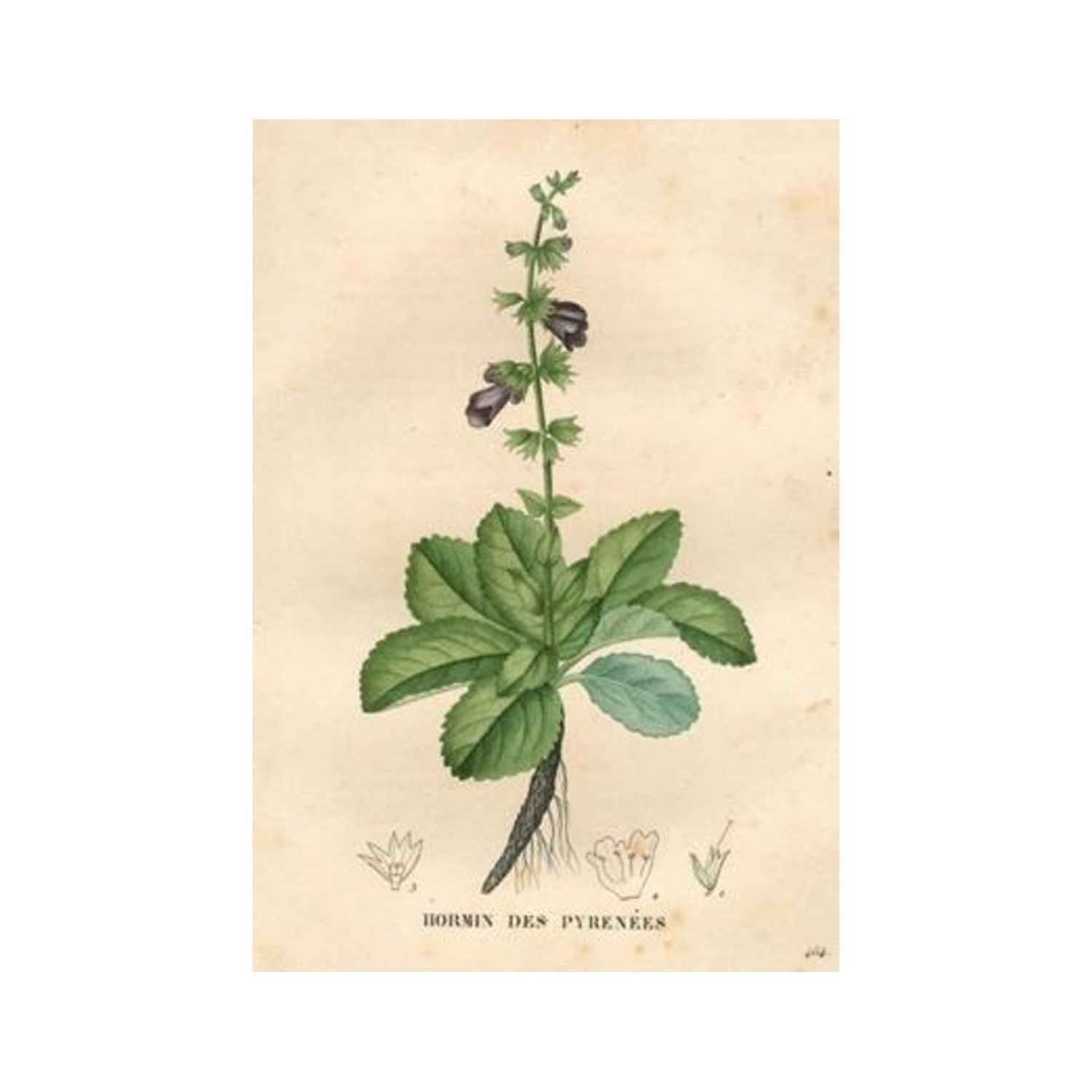 Clary Sage 10ml