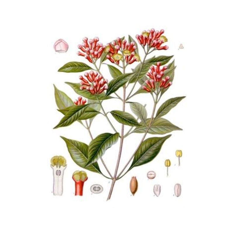 Clove Bud 10ml