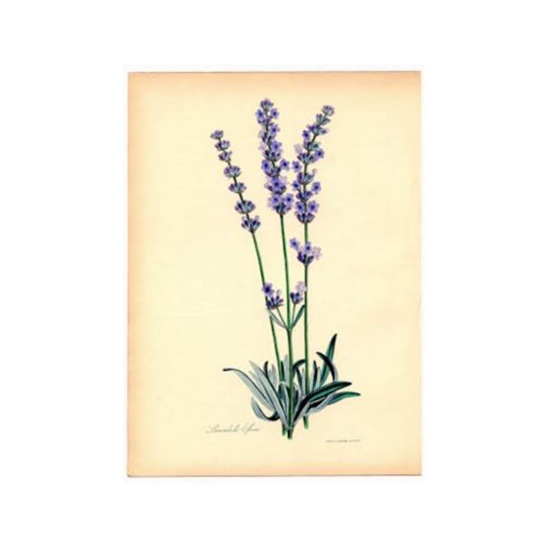 Lavender 10ml