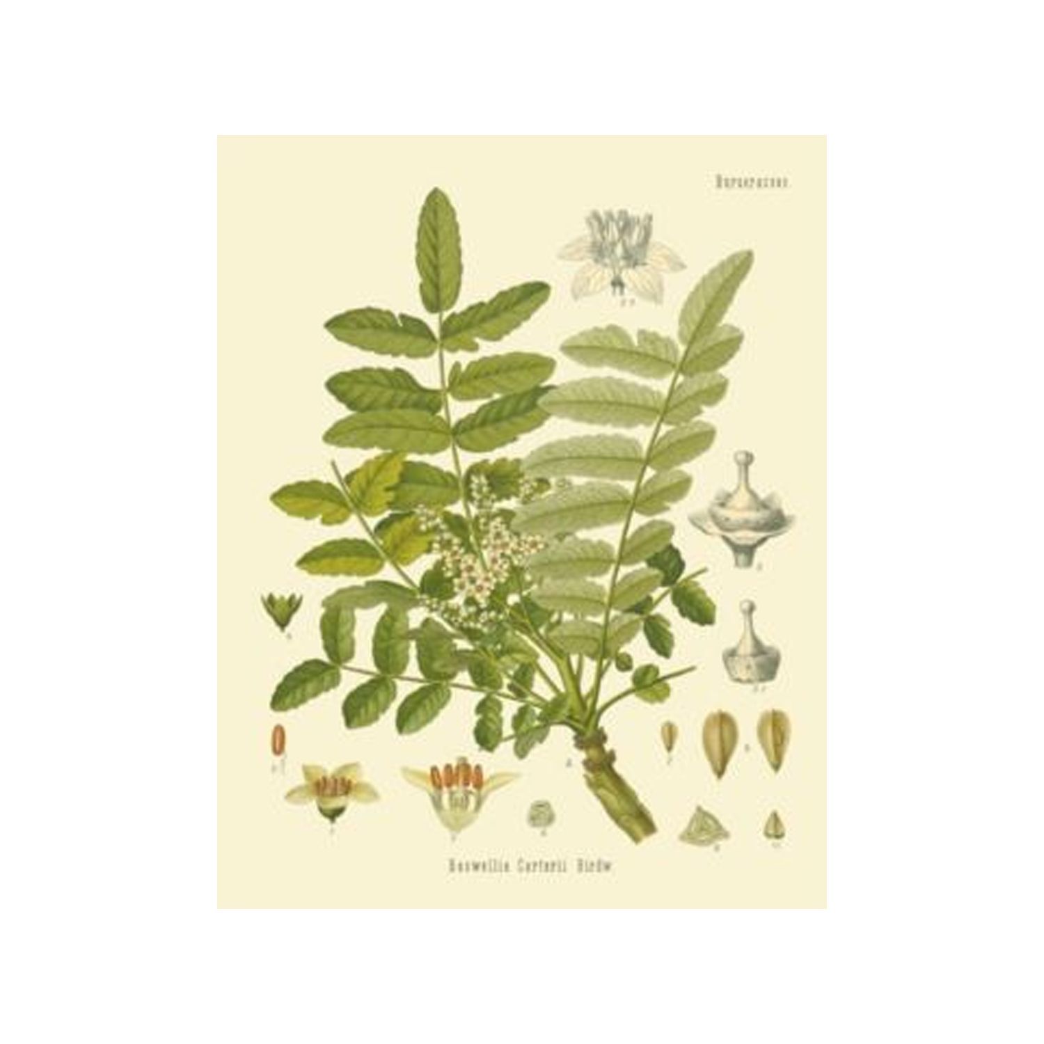 Frankincense 10ml
