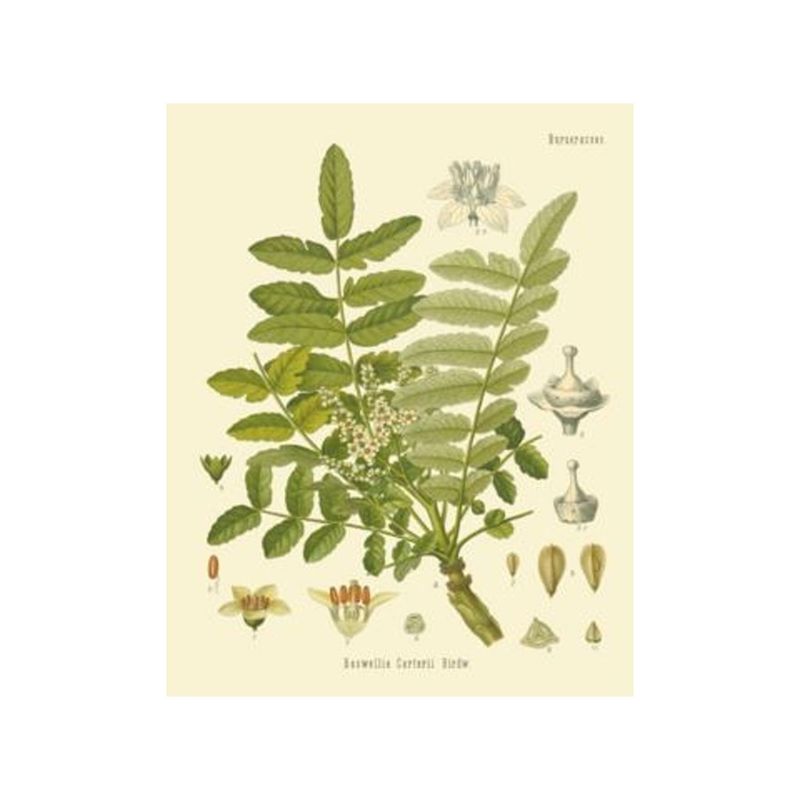 Frankincense 10ml