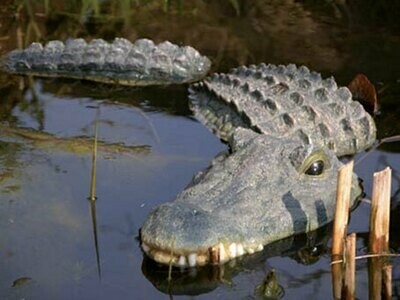 3-delad krokodil