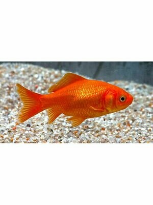 Röd Guldfisk 4-5 cm