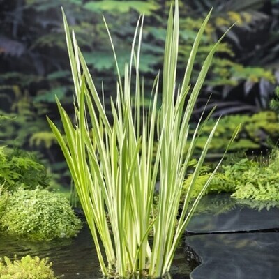 Calamus