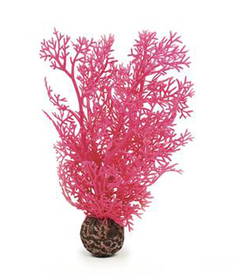 Hornkorall liten rosa