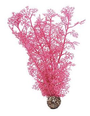Hornkorall medium rosa