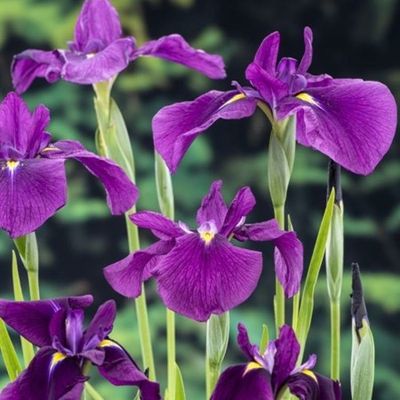 Sumpväxt Japansk Iris