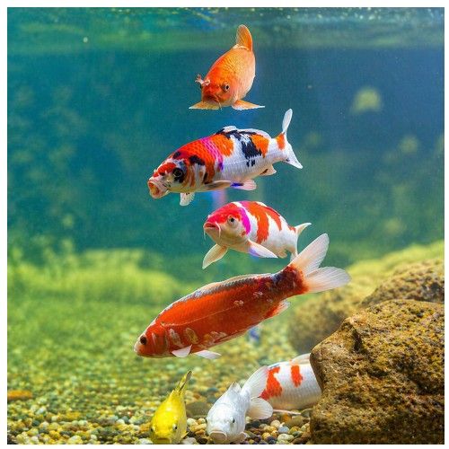 Koi 9-13 cm