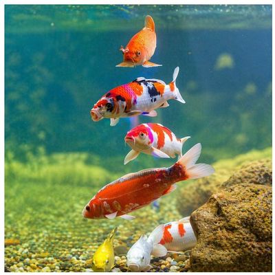 Koi 9-13 cm