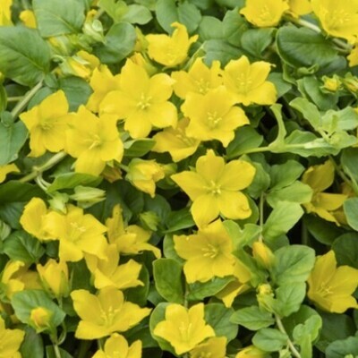 Sumpväxt Penningblad