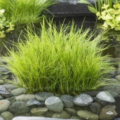 Undervattensväxt Nålgräs