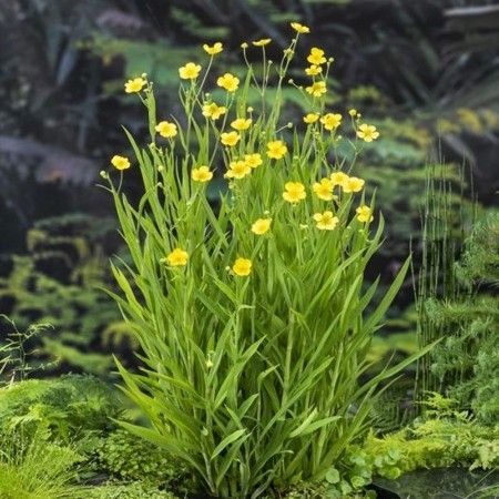 Sumpväxt Ältranunkel