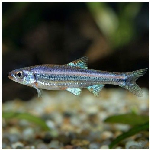 Rengbågselritsa 3-4 cm