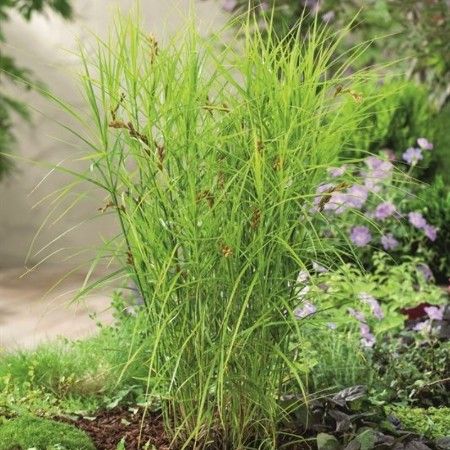 Sumpväxt Palmstarr