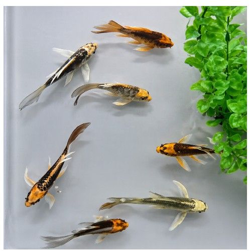 Butterfly Ghost Koi  7-10 cm