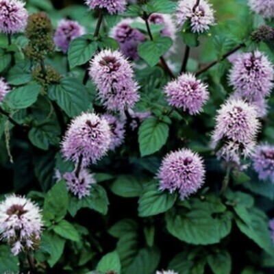 Sumpväxt Vattenmynta