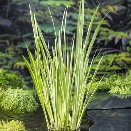 Calamus Calamus
