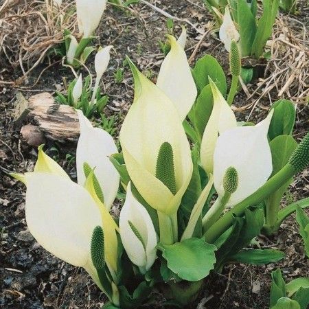 Sumpväxt Vit Skunkalla