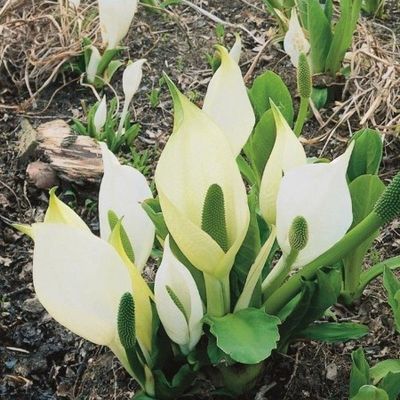 Sumpväxt Vit Skunkalla