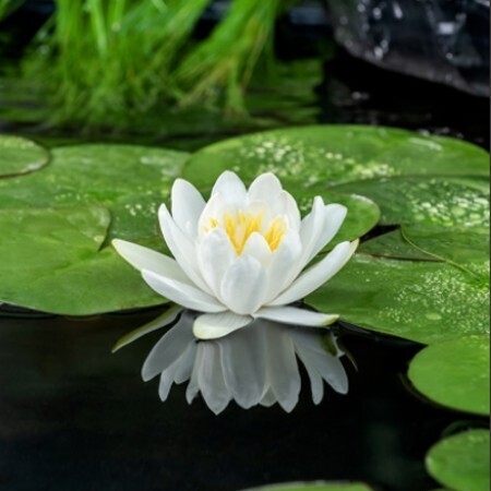 Näckros Gladstoniana