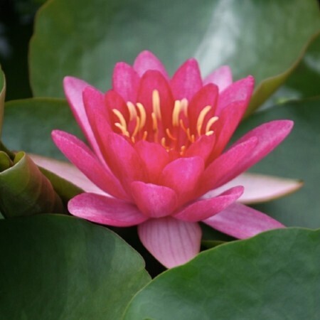Näckros Lilacea
